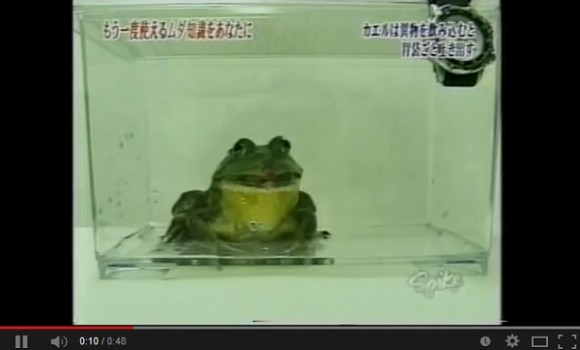 Frog pukes his guts out