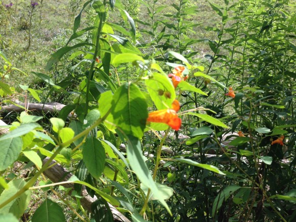 Jewelweed,  used  in "Pharmer's Local Weed Soap".