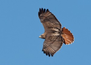 Redtail Hawk